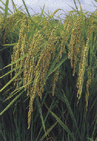 山田錦の稲の写真１