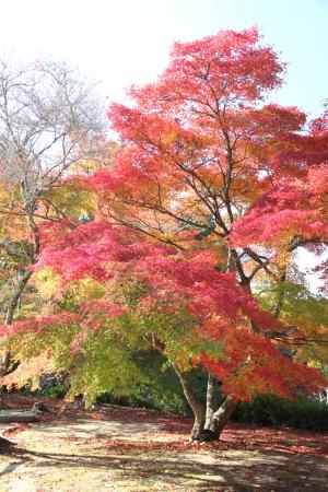 蓮花寺