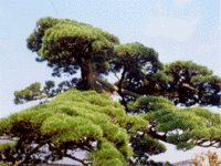 市の木／松の画像