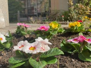 生徒さんが花壇に植えた花