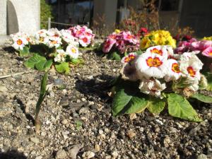 クロッカスの花の芽が出てきました