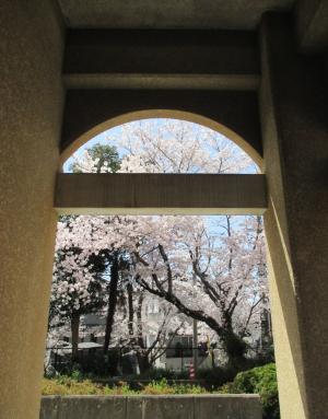 見事な桜の花