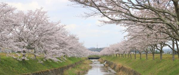 三木の桜