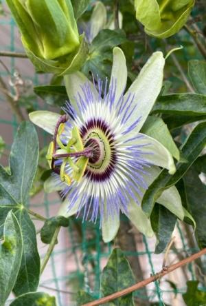 別のトケイソウの花です