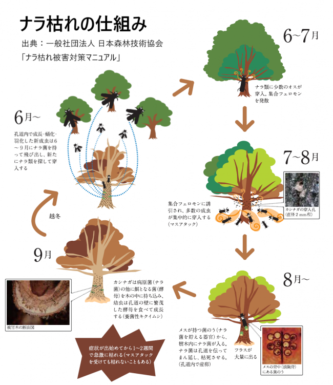 ナラ枯れの仕組み（イメージ図）