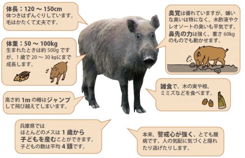 イノシシの生態（出典：兵庫県森林動物研究センター）