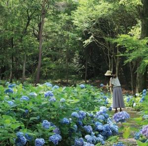 一面の青色アジサイ