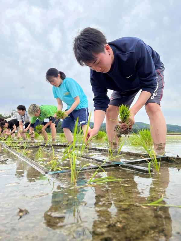 大学生の田植え