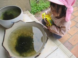 メダカと