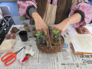多肉植物寄せ植え