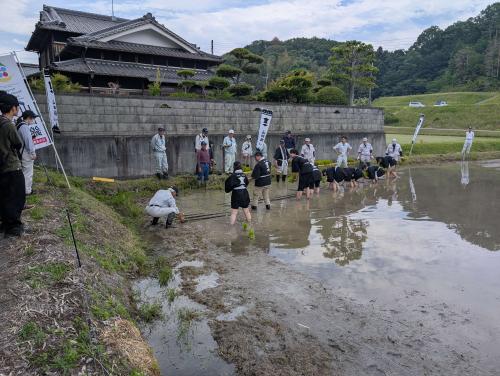 二十歳の山田錦物語の苗植えの様子
