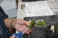 苔をハサミで切っている