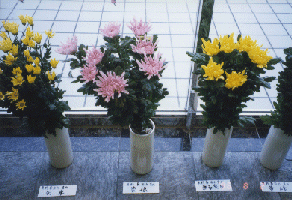 菊の写真