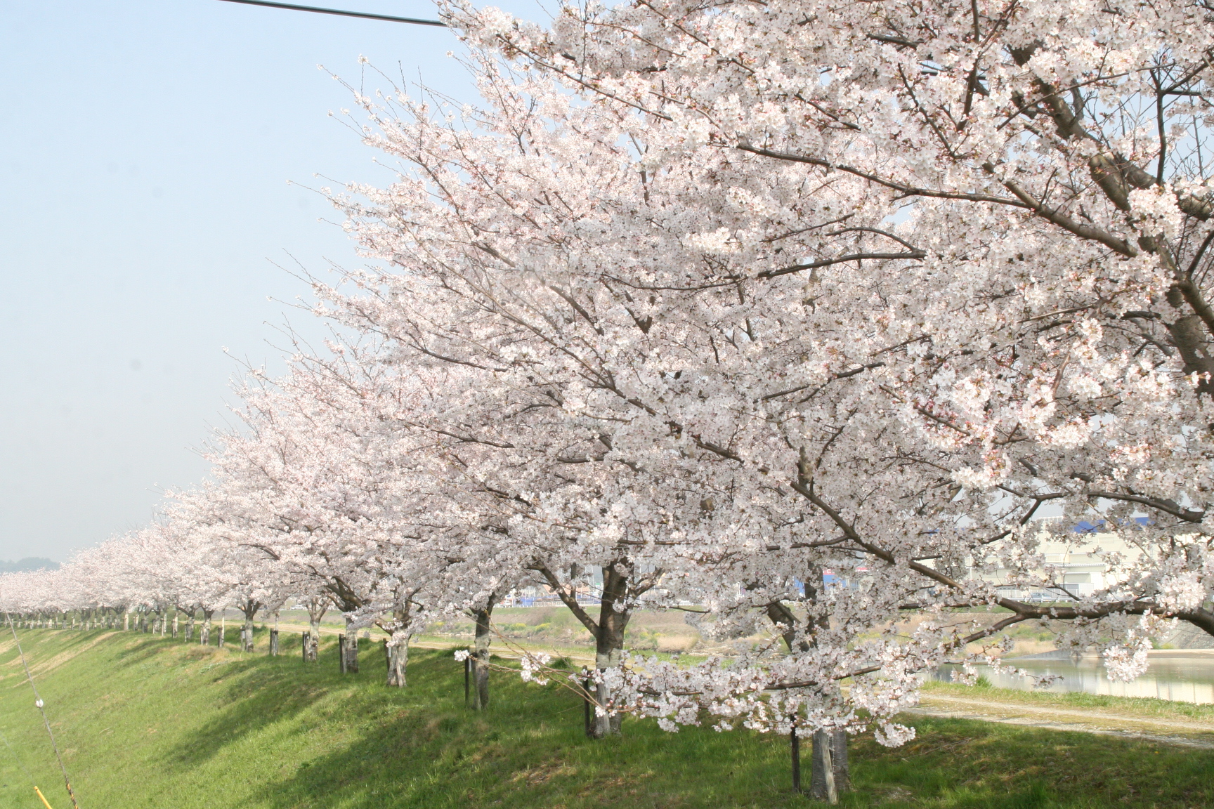 美嚢川の桜づつみ　平成22年4月6日撮影の画像