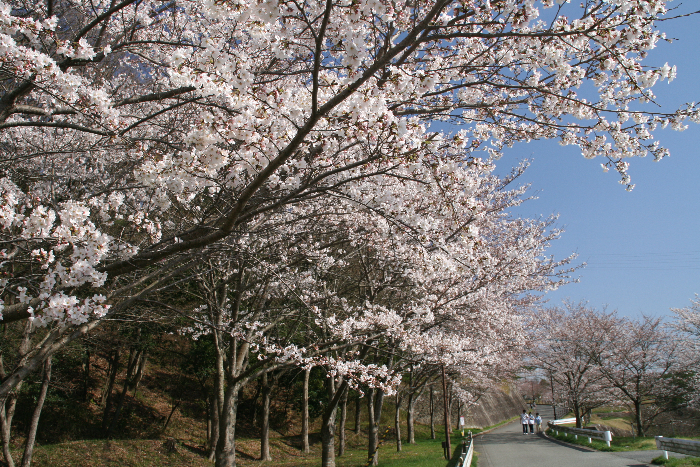 三木山総合公園（三木市福井）　平成26年4月1日撮影の画像