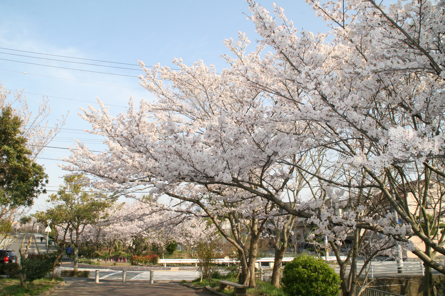 緑が丘北公園　平成22年4月6日撮影の画像