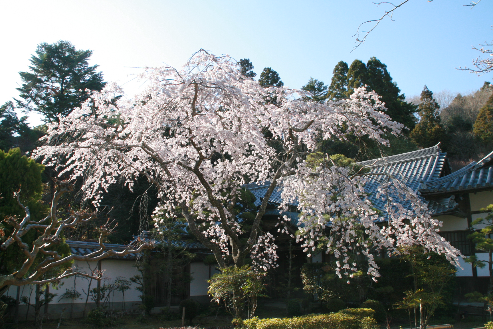 伽耶院（三木市志染町大谷）　平成23年4月6日撮影の画像