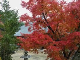 秋の法光寺の写真