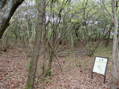 這田村法界寺山ノ上付城跡 主郭