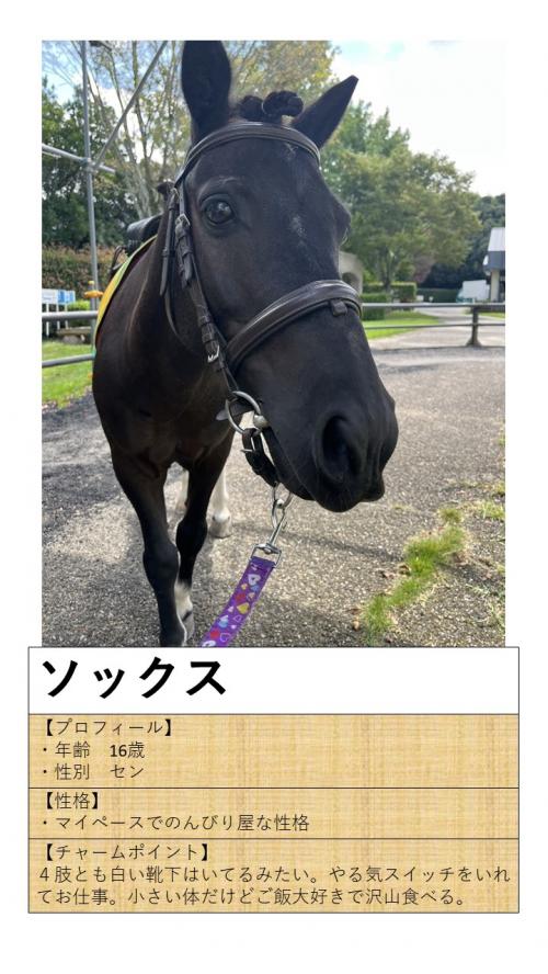 06ソックス
