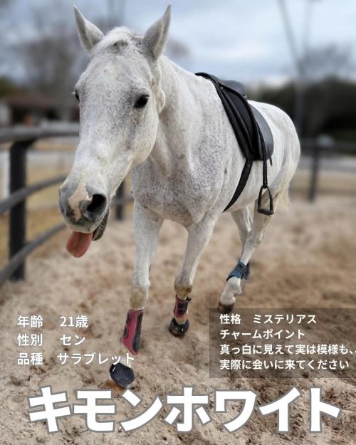 10キモンホワイト