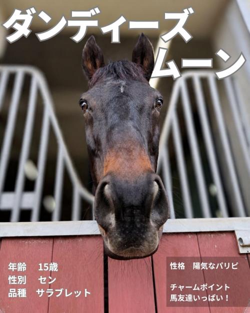 12ダンディズムーン